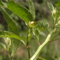 Ludwigia hyssopifolia (G.Don) Exell